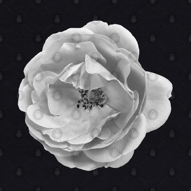 Roses are (greyscale) by misskyrstyn